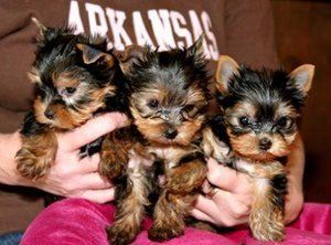 Beautiful teacup yorkie puppies for free adoption