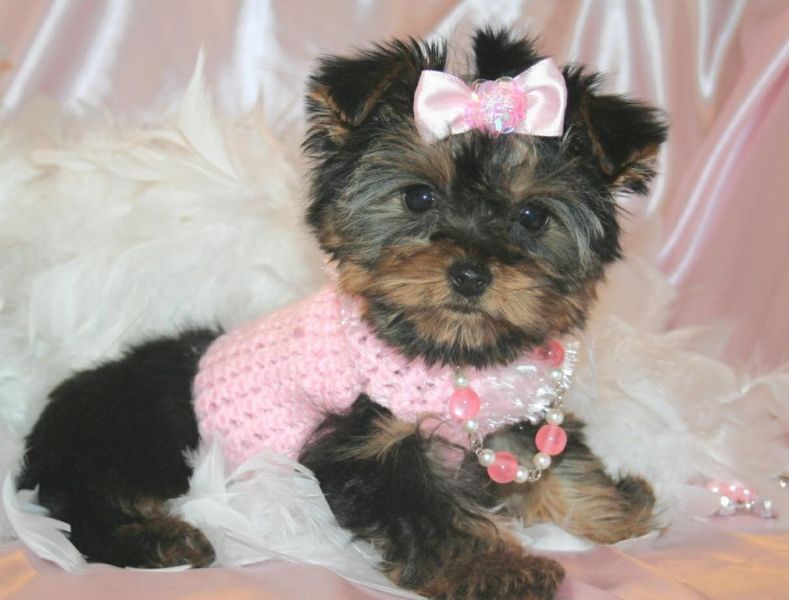 Lovely tiny t-cup yorkies