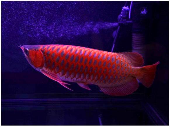 Asian Red,Chili Red,24 K Golden Arowana Fish,Diamond stingray Fishes For Sale