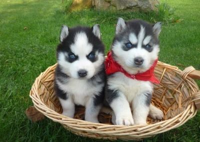 Gorgeous Siberian Husky Puppies for good home