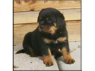 Well Trained Rottweiler Puppies looking for life time companion