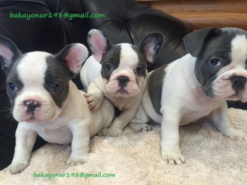 French bulldog pups