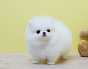 AKC Pomeranian Puppies