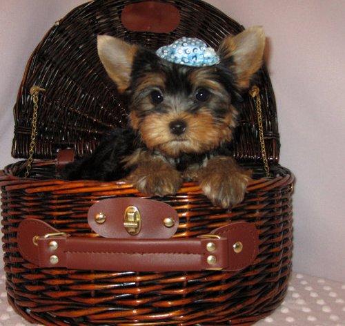 Sweet Little Yorkie for Adoption