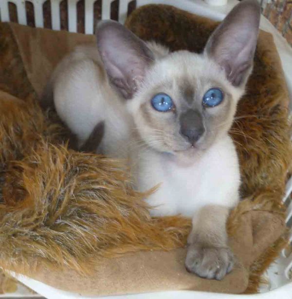 Siamese Kittens Available