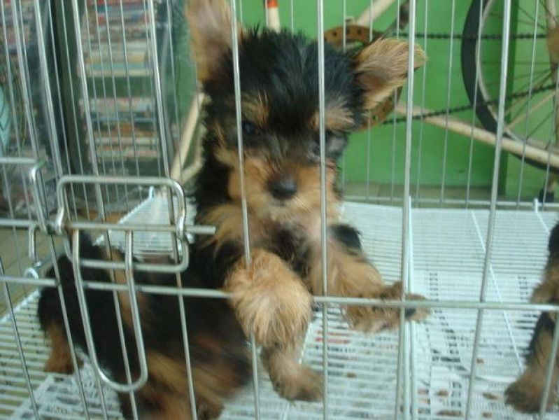 Affectionate Yorkie Puppies Available 