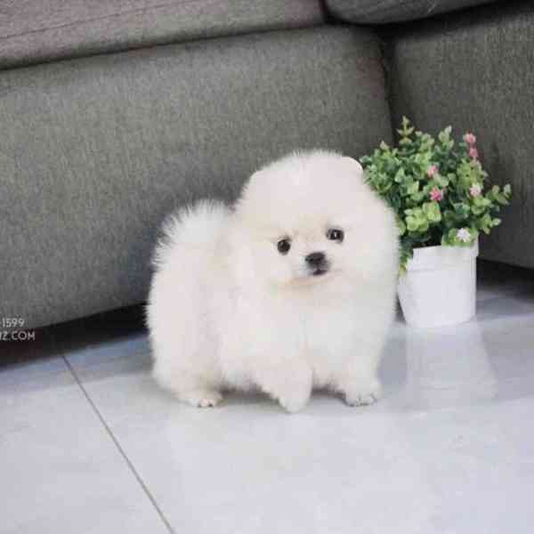 Pomeranian Puppies for Sale