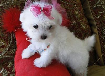 Cute and adorable maltese  puppies for adoption