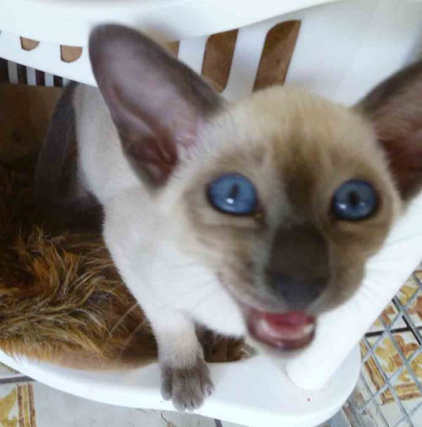 Siamese Kittens Available