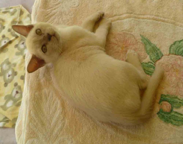Burmese Kittens Available.