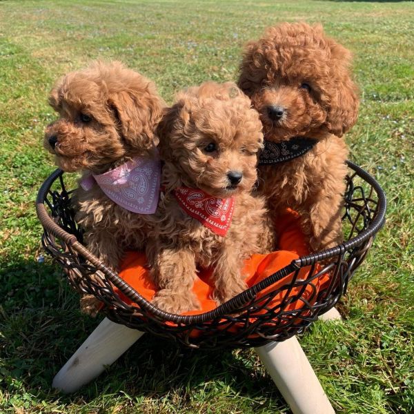 Stunning Maltipoo puppies for sale