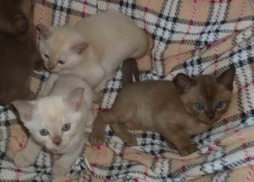 Burmese Kittens Available.