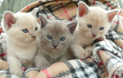 Burmese Kittens Available