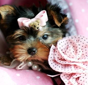 Beautiful looking male and female yorkie puppies for adoption
