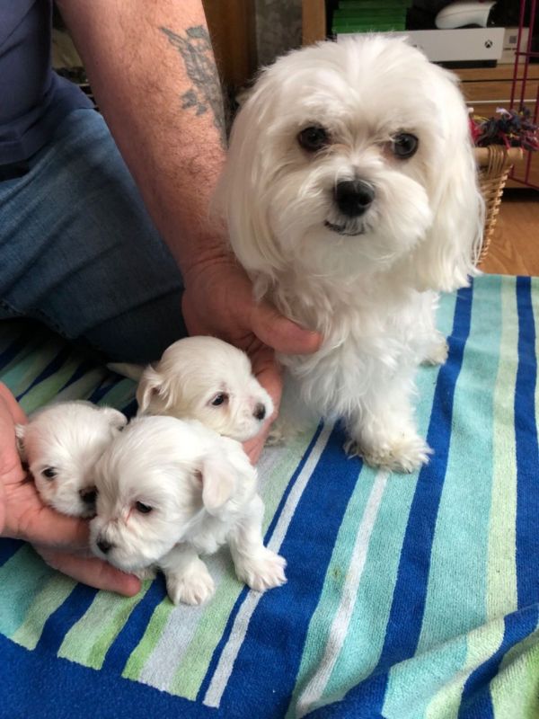 Cute maltese puppy for sell