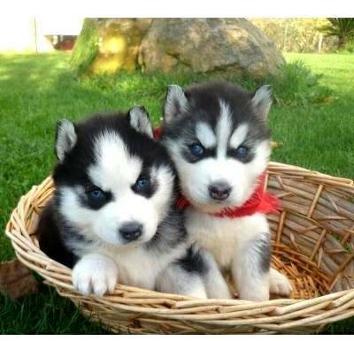 Sweet Siberian Husky Puppies for sale