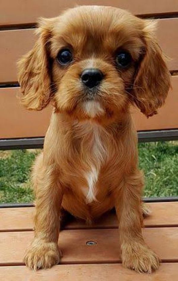 Ruby Cavalier King Charles