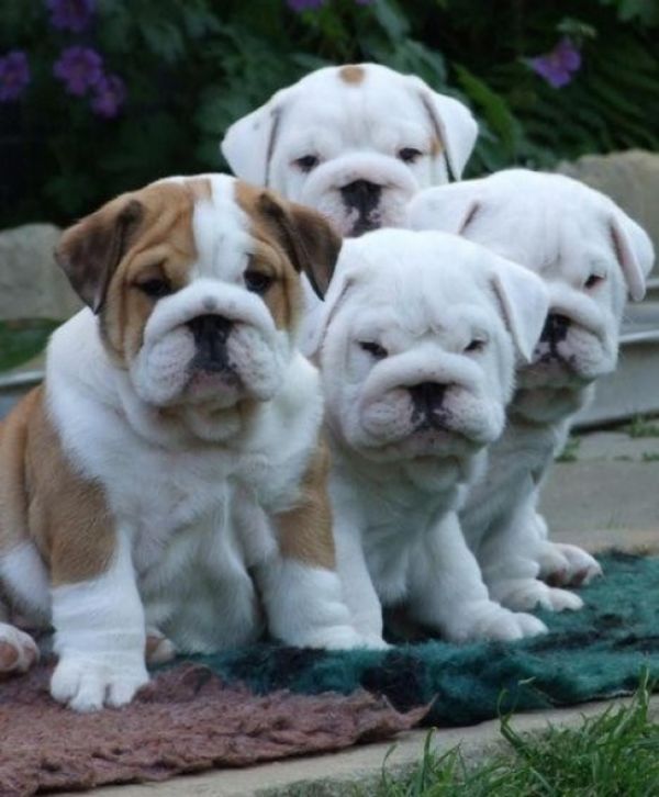 British and French Bulldog Pups available