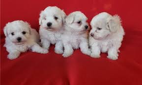 Charming teacup maltese puppies for adoption