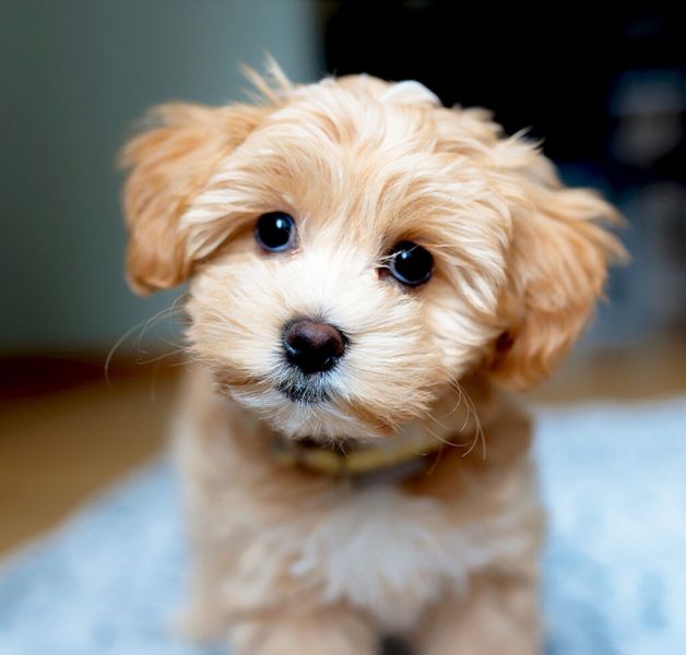 Addorable Maltipoo puppies 