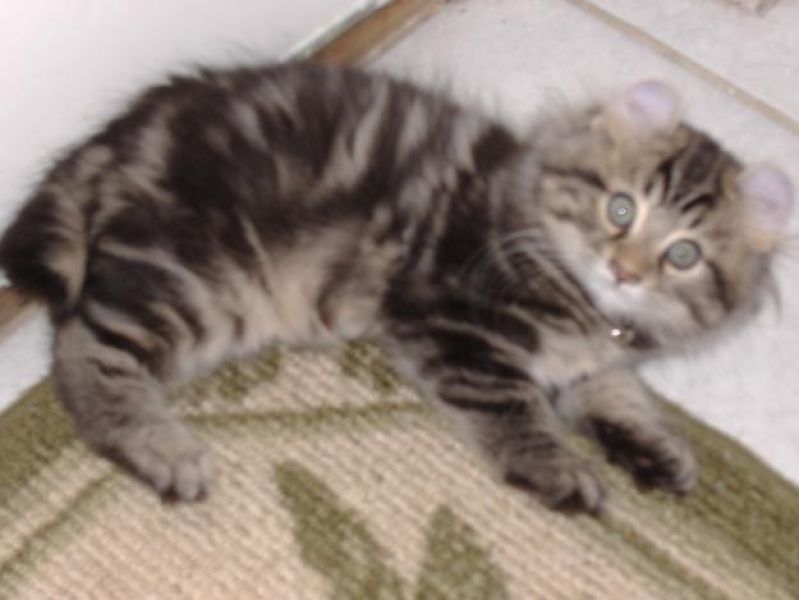 Highland Lynx Kittens -Health Guaranteed - Registered