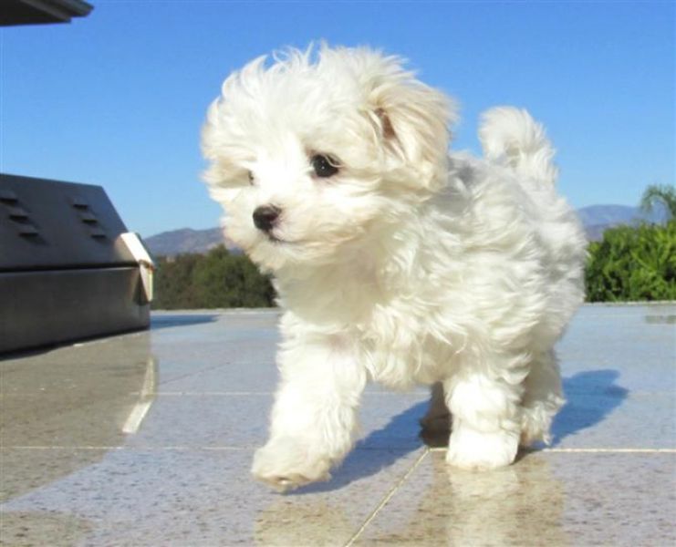 Lovely Maltese pup for sale