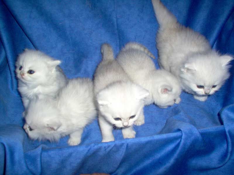 Five free Little kitties(British short hair kittens)