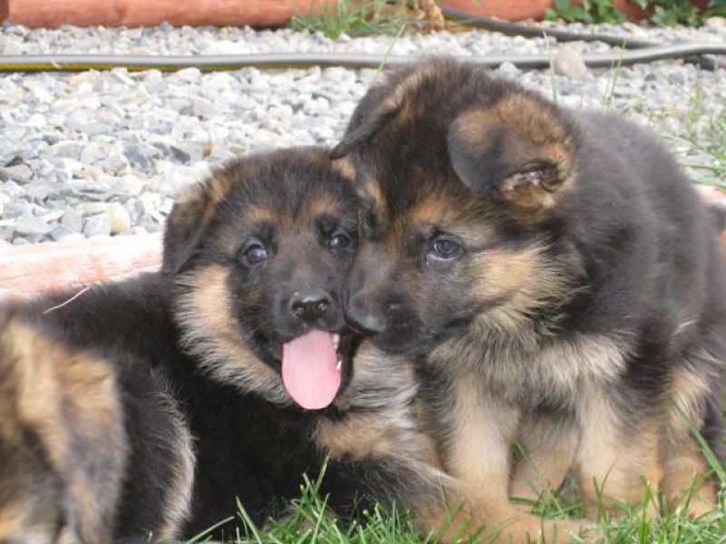 Smart M/F German Shepherd Puppies for New Homes