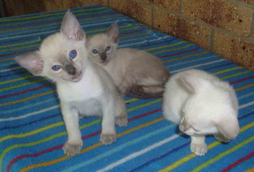 Siamese Kittens Available