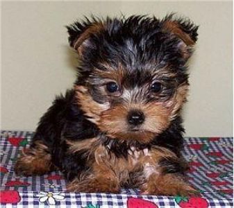 High personality Yorkie puppies for adoption .