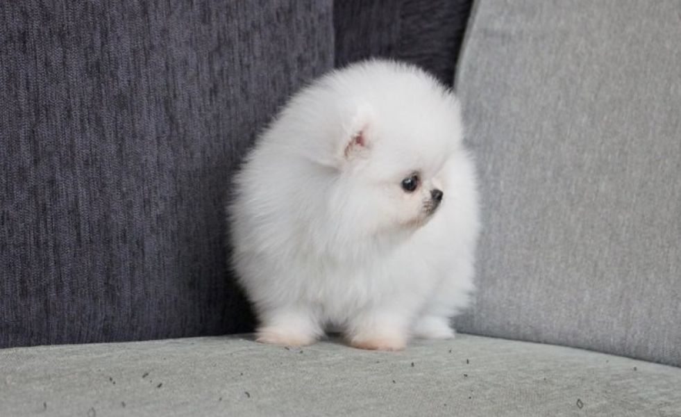 Pomeranian Puppies for Sale