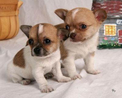 Pure Chihuahua Puppies For Kids.