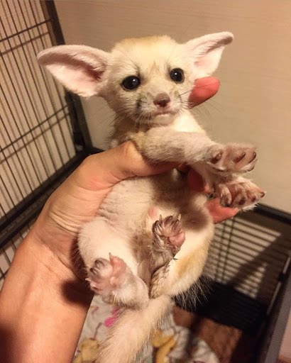 Fennec foxes for sale 