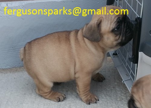 Lovely French Bulldog puppies for sale. 