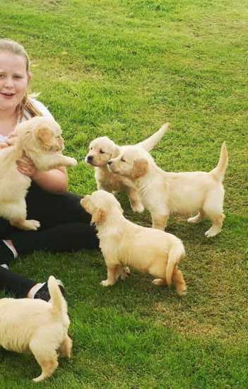 Cute Labrador Retriever puppies for sale 