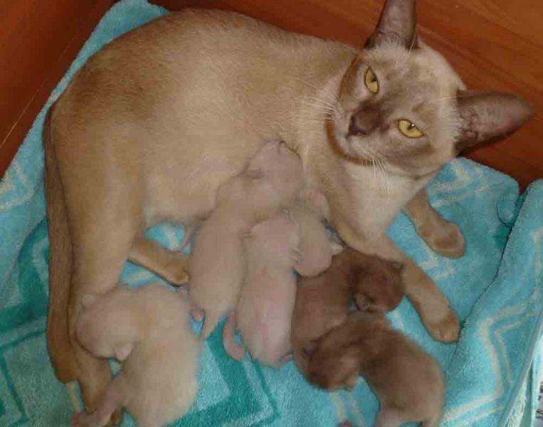 Burmese Kittens Available