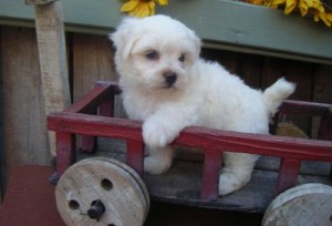 Adorable Potty Trained Male And Female Maltese Puppies For sale