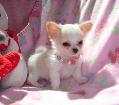 CKC Chihuahua Pups