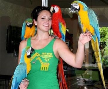 Well trained blue and gold macaw birds available