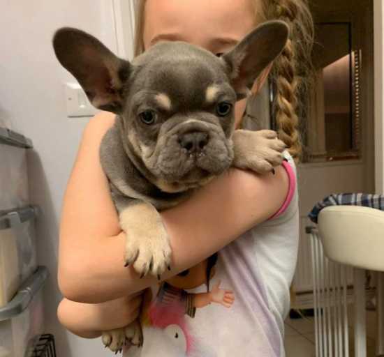 Healthy French Frenchies For Sale, Male and Females