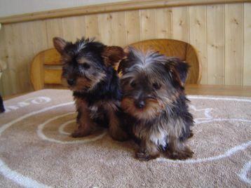 Adorable  Yorkshire puppies for adoption
