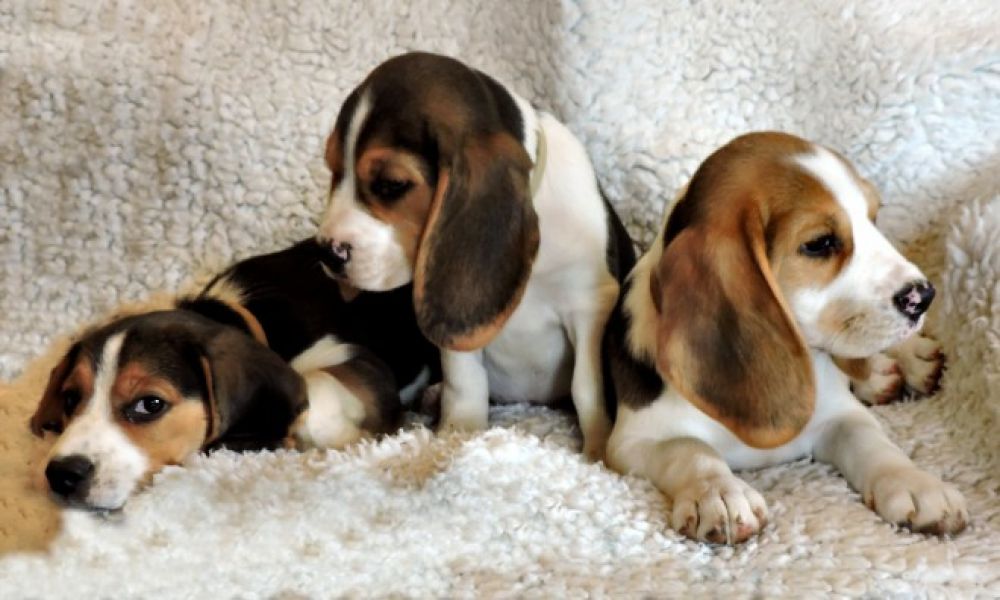 Home Bred Beagles puppies