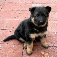 German Shepherdr puppies for sale