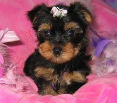 X-MAS TEA CUP PUPPY FOR FREE ADOPTION