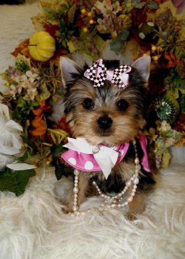 100% Cute Yorkie Puppies for sale