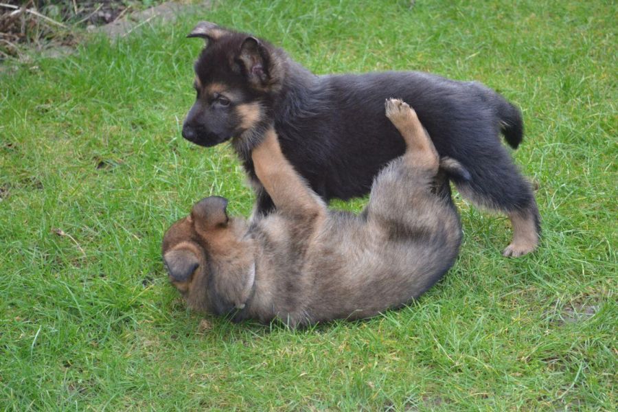 Smart M/F German Shepherd Puppies for New Homes