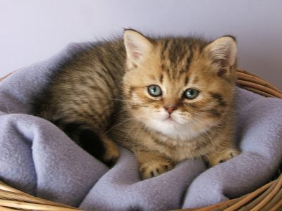 Bengal kittens for sale 