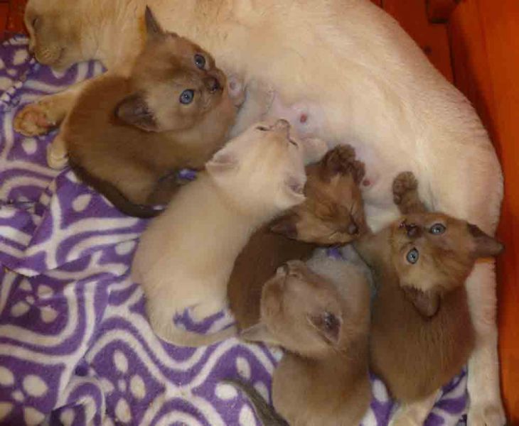 Burmese Kittens Available