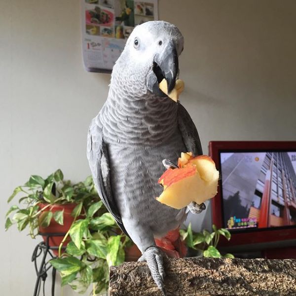 Alex the African grey