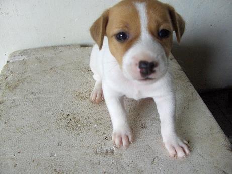 Beautiful Jack Russell Terrier puppies for sale . 